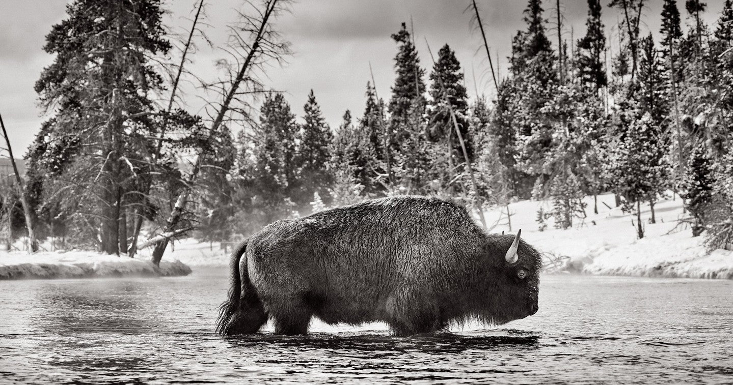 Bison cold river