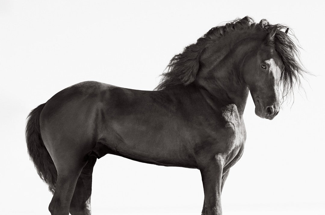 Black horse power
