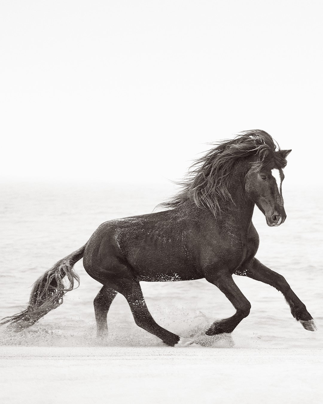 Black horse splashing ocean