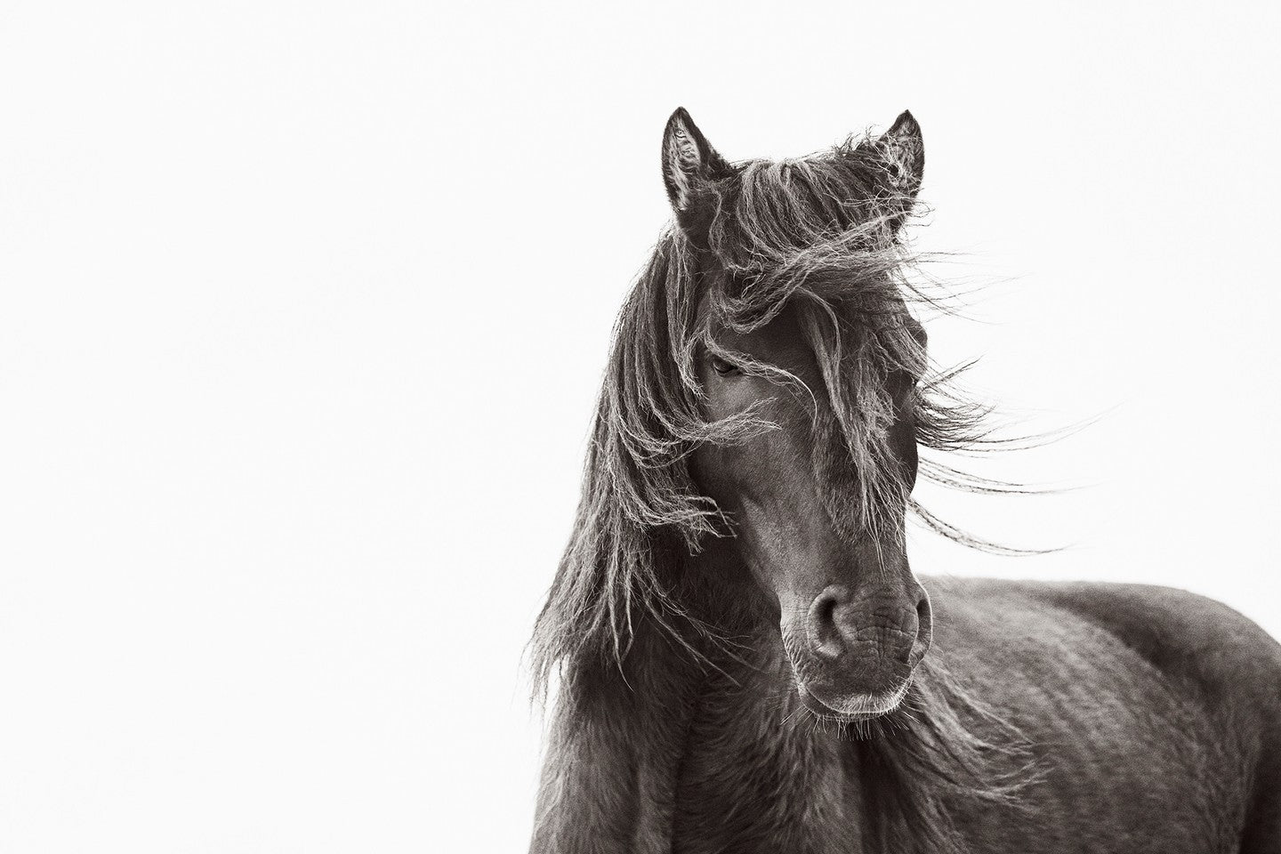 Black horse wind portrait