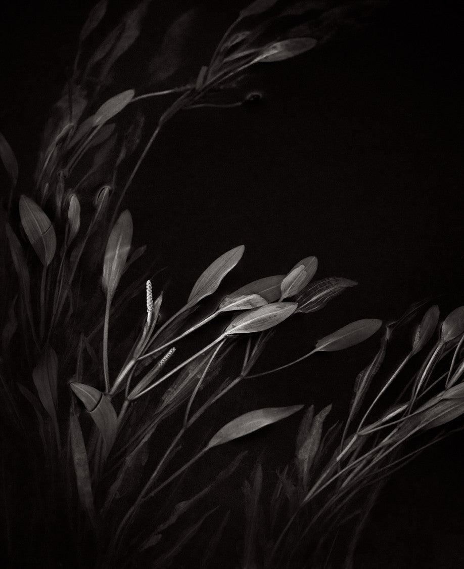 Botanical dance dark