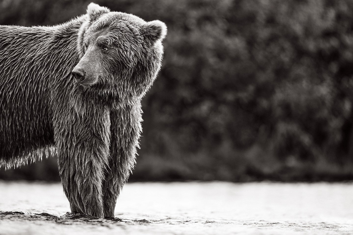 Brown bear by river