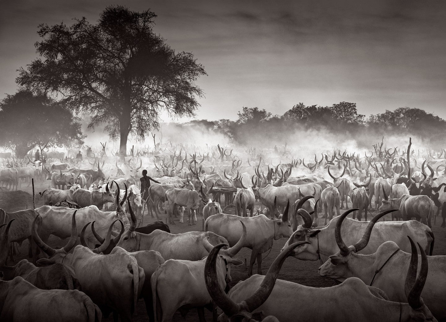 Cattle herd mist