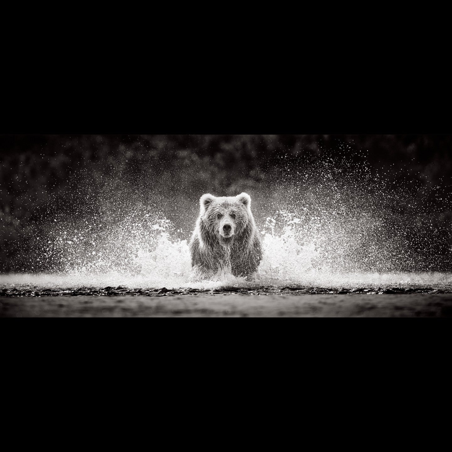 Charging bear splash