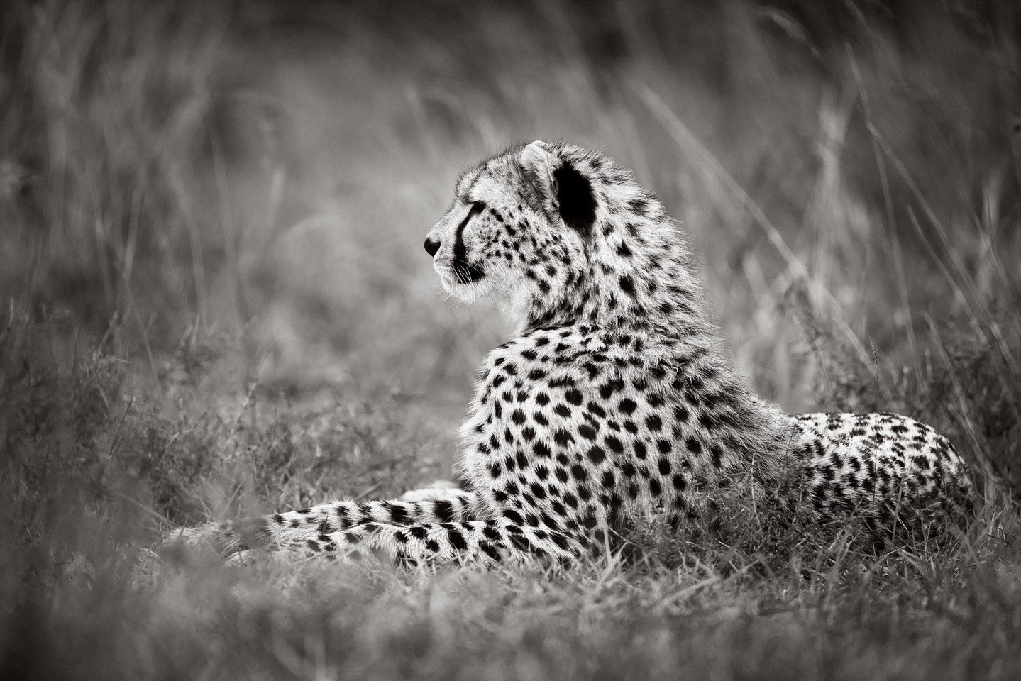 Cheetah resting grass