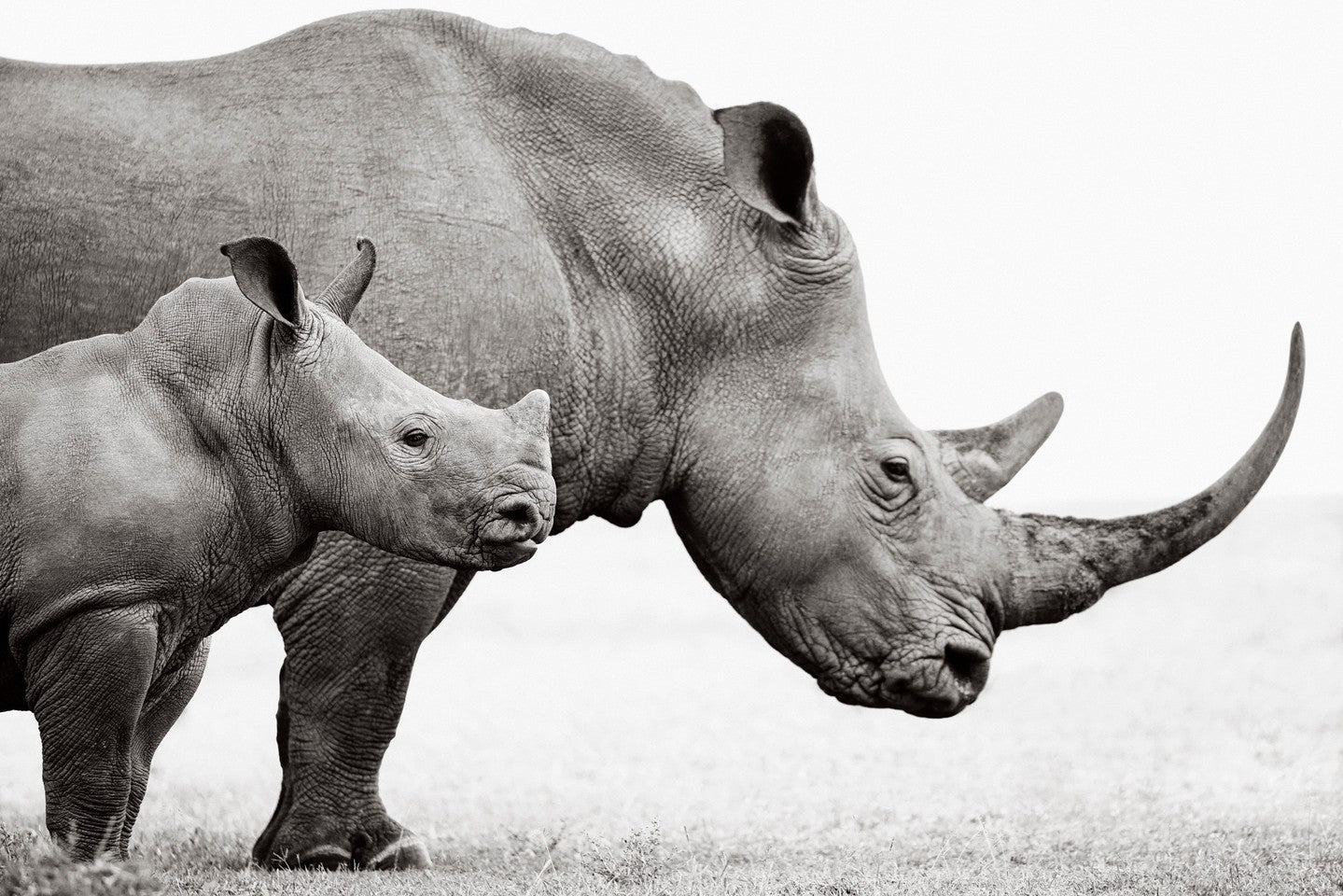 Rhino mother calf