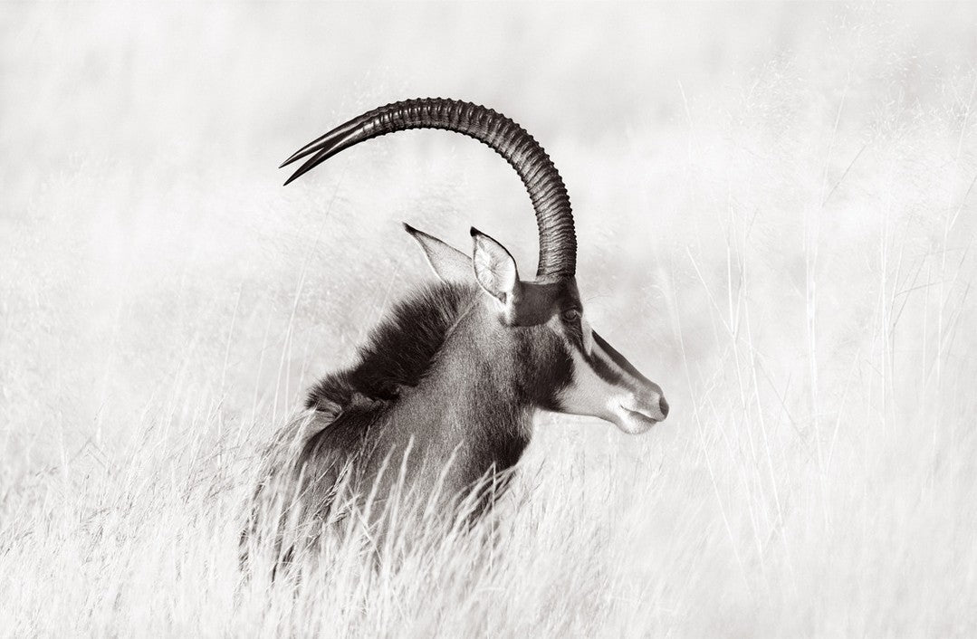 Sable antelope grass profile