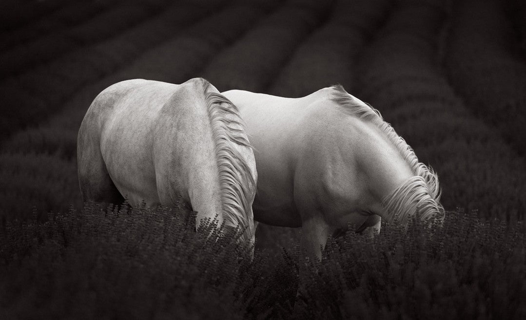 Two white horses lavender