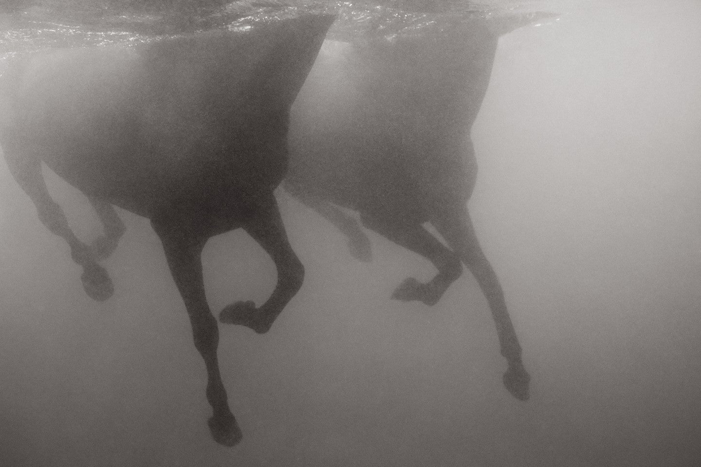 Underwater horses shadow