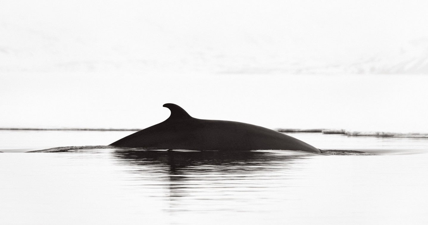 Whale surface minimalism
