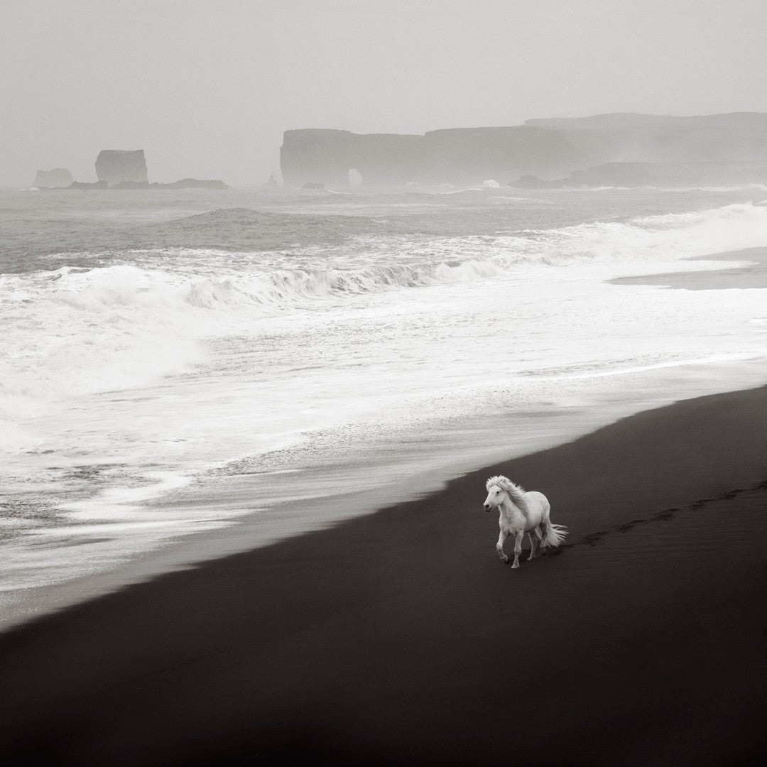 White horse black beach