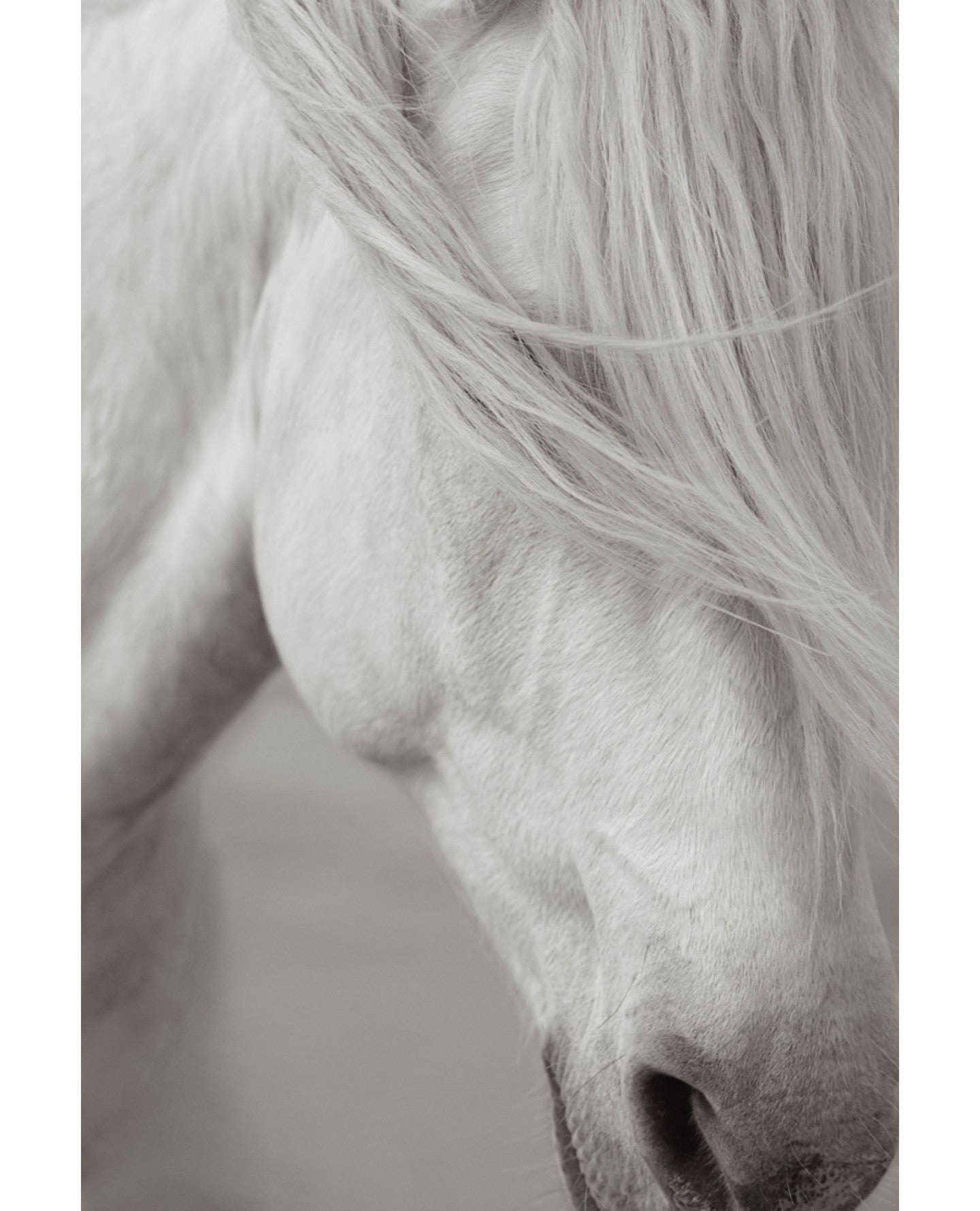 White horse gentle wind