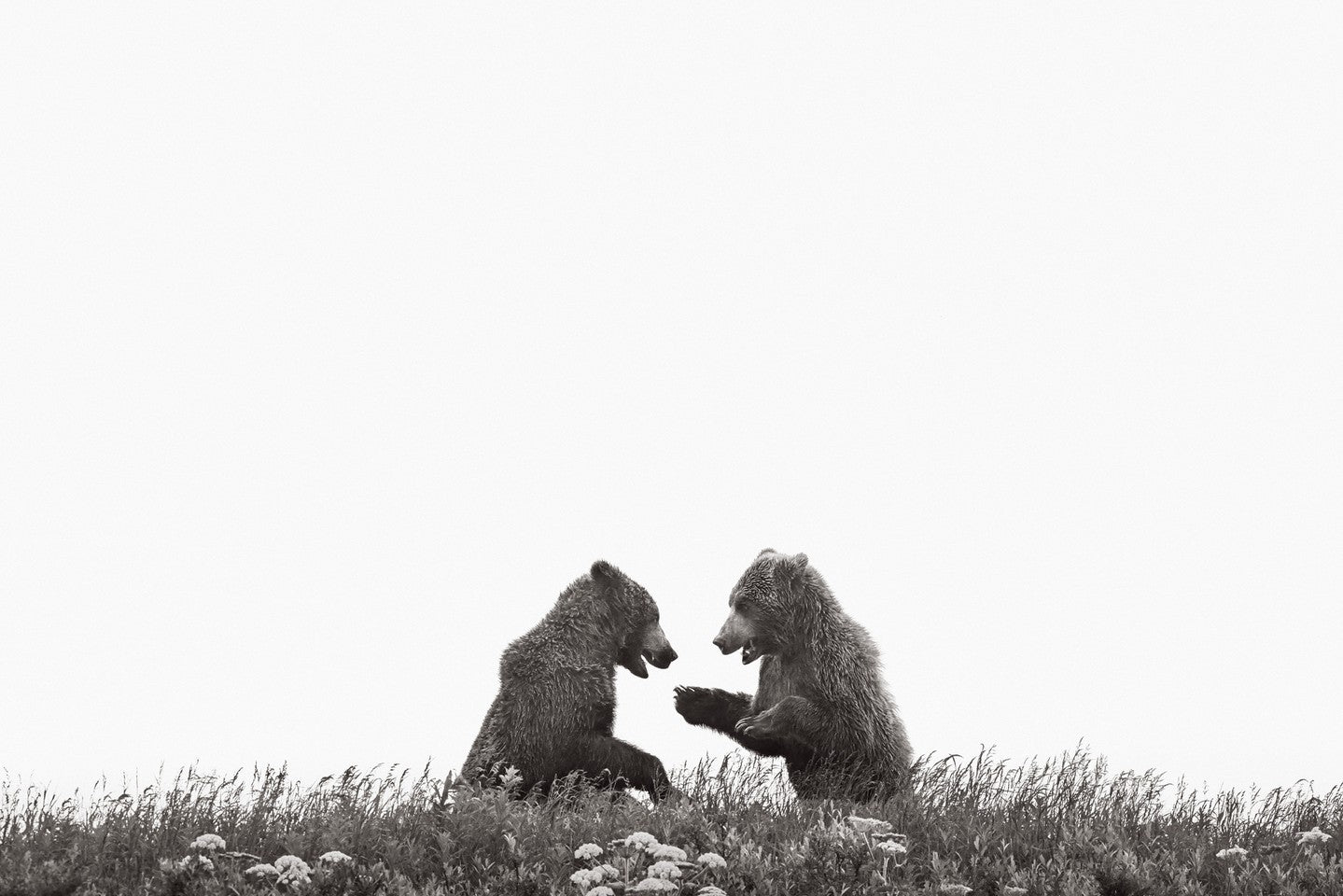 Bear cubs play silhouette